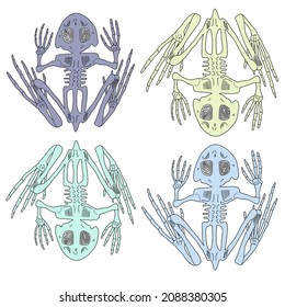 Vector illustrations with skeletons of frogs