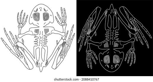 Vector illustrations with skeletons of frogs