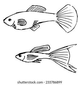 Vector illustrations of sketch image of female and male guppy fish