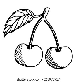 Vector illustrations of sketch two ripe cherries are petiolate with leafs