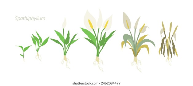 Vector Illustrations of Spathiphyllum Flower Growth Stages Perfect Guide for Gardeners and Botanists.