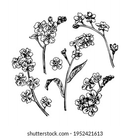 Vector illustrations of spring flowers myosotis drawn with a black line on a white background.