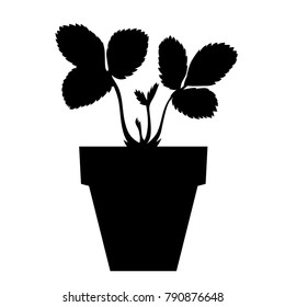Vector illustrations of  Strawberries seedling in pot