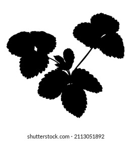 Ilustraciones vectoriales de silueta de plántulas de fresas