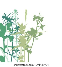 Vector illustrations of summer herbals background