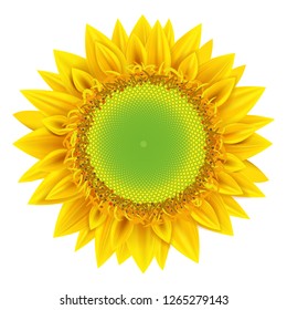 Vector and illustrations of sunflower on a white background isolated