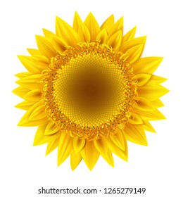 Vector and illustrations of sunflower on a white background isolated