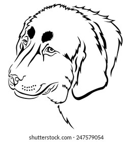 Vector illustrations of Tibetan Mastiff breed dog's head contour