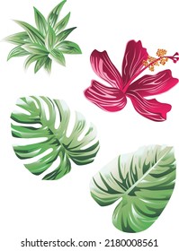 Vector illustrations of tropical leaves, flowers, Hibiscus. Modern exotic design. Clipart, isolated elements.