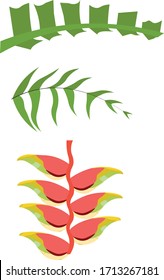 Vector illustrations of various plants found in a rainforest. Drawings of different plants typically found in a forest