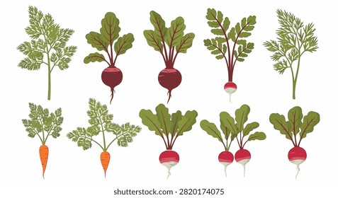 Vector illustrations of various root vegetables including carrots, beets, and radishes with green leafy tops and stems, isolated on a white background for culinary or botanical use.