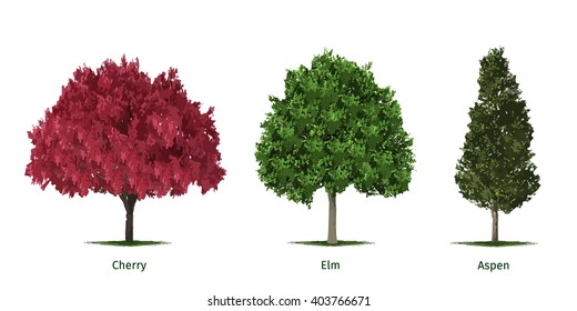 Vector illustrations of various tree