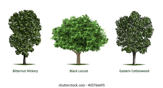 Vector illustrations of various tree