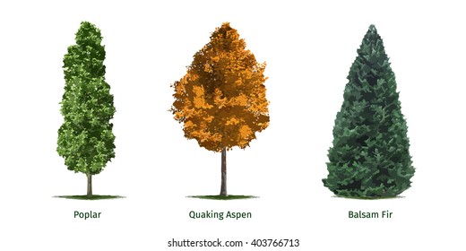 Vector illustrations of various tree