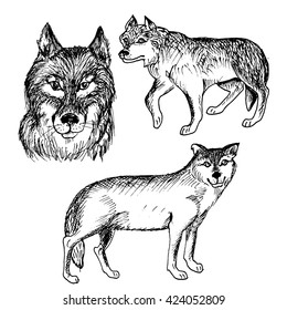 Vector illustrations. Wolves. Animals of North America. Hand drawn sketches.