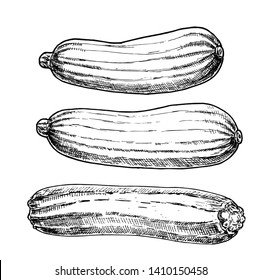 Vector Illustrations Of Zucchini. Hand Drawn Vegetable In Sketch Style. Healthy Food Drawing. Fresh And Organic Farm Product For Menu Design. 