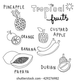 vector illustration-set of tropical fruits such as pineapple, orange, bananas, durian, custard apple, papaya on white background. 