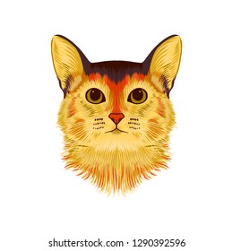 Vector Illustrative Portrait of Abyssinian Cat. Hand drawn sketch, cute breed of domestic short haired cat.