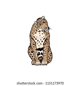 Vector Illustrative Portrait of Leopard