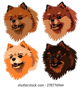 Vector Illustrative Portrait of pomeranian Spitz Dog. 4 colors: white, peach, brown and yellow.