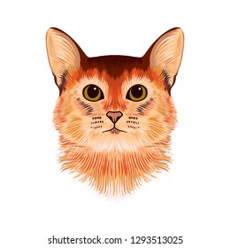 Vector Illustrative Portrait of red and brown Cat. Hand drawn sketch, cute breed of domestic short haired cat with big eyes. Kitten face artwork illustration for t-shirt and other clothes design
