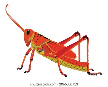 Vector illustraton of red-yellow grasshopper, Valanga nigricornis