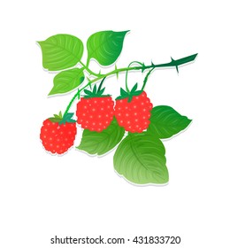 vector illustrator of berries and sprig of raspberry
