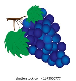 Vector illustrator of a branch of dark blue grapes isolated on a white background. Clean food concept.
