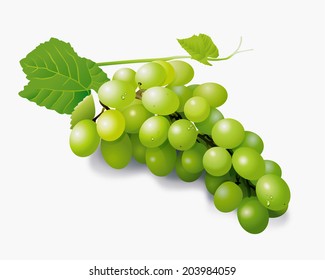 Vector illustrator of green grapes with drops of water isolated. Clean Eating Concept. 