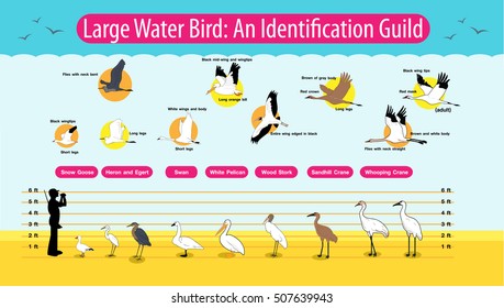Vector illustrator of Large water bird