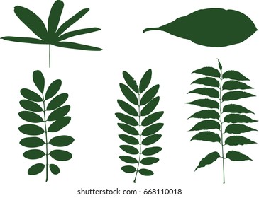 Vector Illustrator The leaves are used immediately