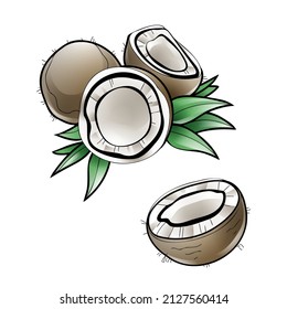 Vector illusttration of colorful whole and sliced coconut.