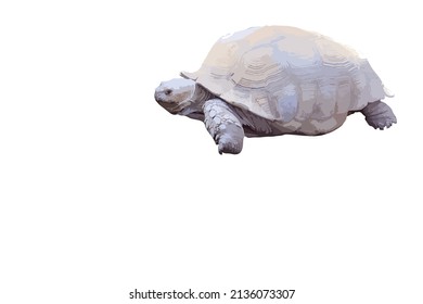 Vector illutation of a turtle on a white background. Low fidelity illustration.