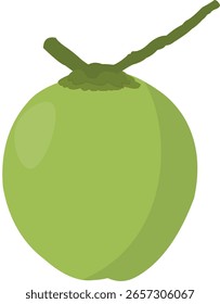 Ilustração vetorial de um coco verde tropical com um aspecto fresco e natural, apresentando um fruto inteiro verde brilhante completo com fibras e um caule curto