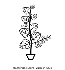 Vector Ilustration of Bidara leave icon, white background