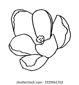 Vector ilustration of crocus, great design for any purposes. Outline flowers. Greeting minimalistic card design. Art element.