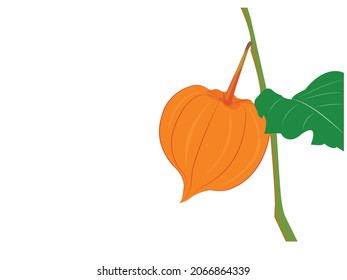 Vector ilustration of physalis angulata, ripe and unripe chinese lantern fruit, wild nature fruit