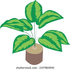 Vector De La Naturaleza Ilustrador Plantas Decorativas Verde
