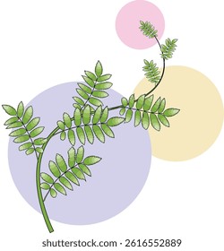 Vector image of acacia plant with multicolored circle background