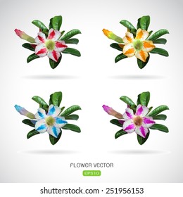 Vector image of adenium flower on white background
