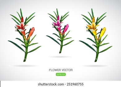 Vector image of adenium flower on white background