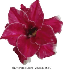 vector image of a Adenium orchid flower on a white background