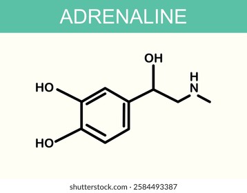 Vector image of adrenaline molecule structure