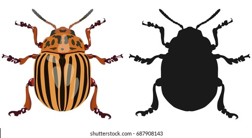 Vector image of an adult specimen of a Colorado beetle and its dark silhouette on a white background.