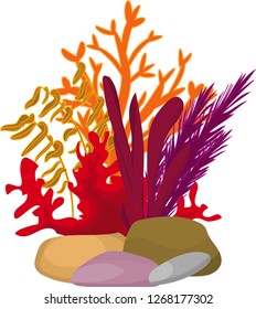 vector image of algae and corals