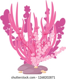 vector image of algae and corals