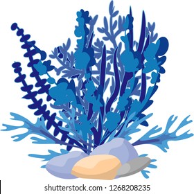 vector image of algae and corals