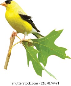 Vector Image Of A American Goldfinch Bird Isolated 