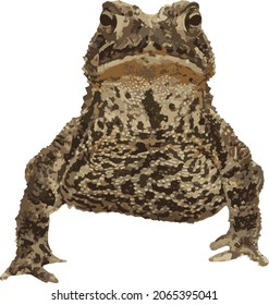 Vector Image of an American Toad Frog Standing Tall 