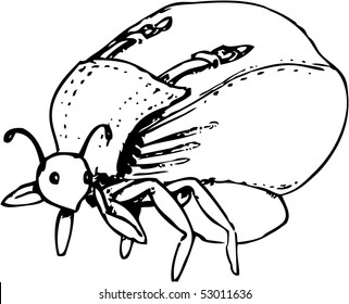 vector image of ant